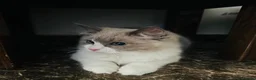 Ragdoll cats for sale:  Tica registered full pedigree ragdolls - Advert 5