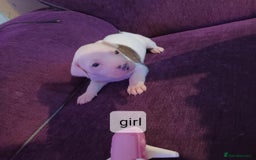 Staffordshire Bull Terrier dogs for sale: Pupici Staffordshire Bull Terrier,white verry rare - Image 3