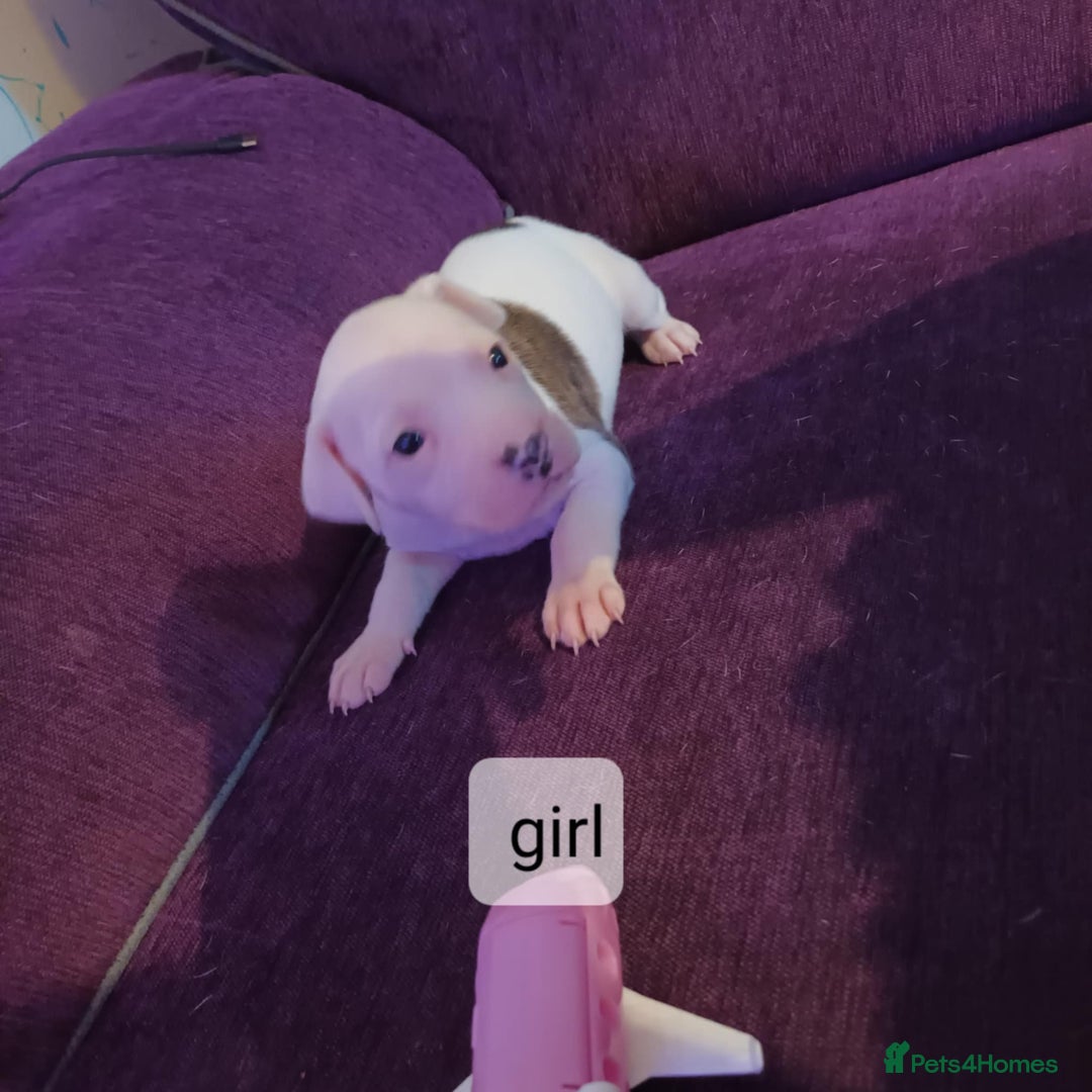 Staffordshire Bull Terrier dogs for sale: Pupici Staffordshire Bull Terrier,white verry rare - Image 3