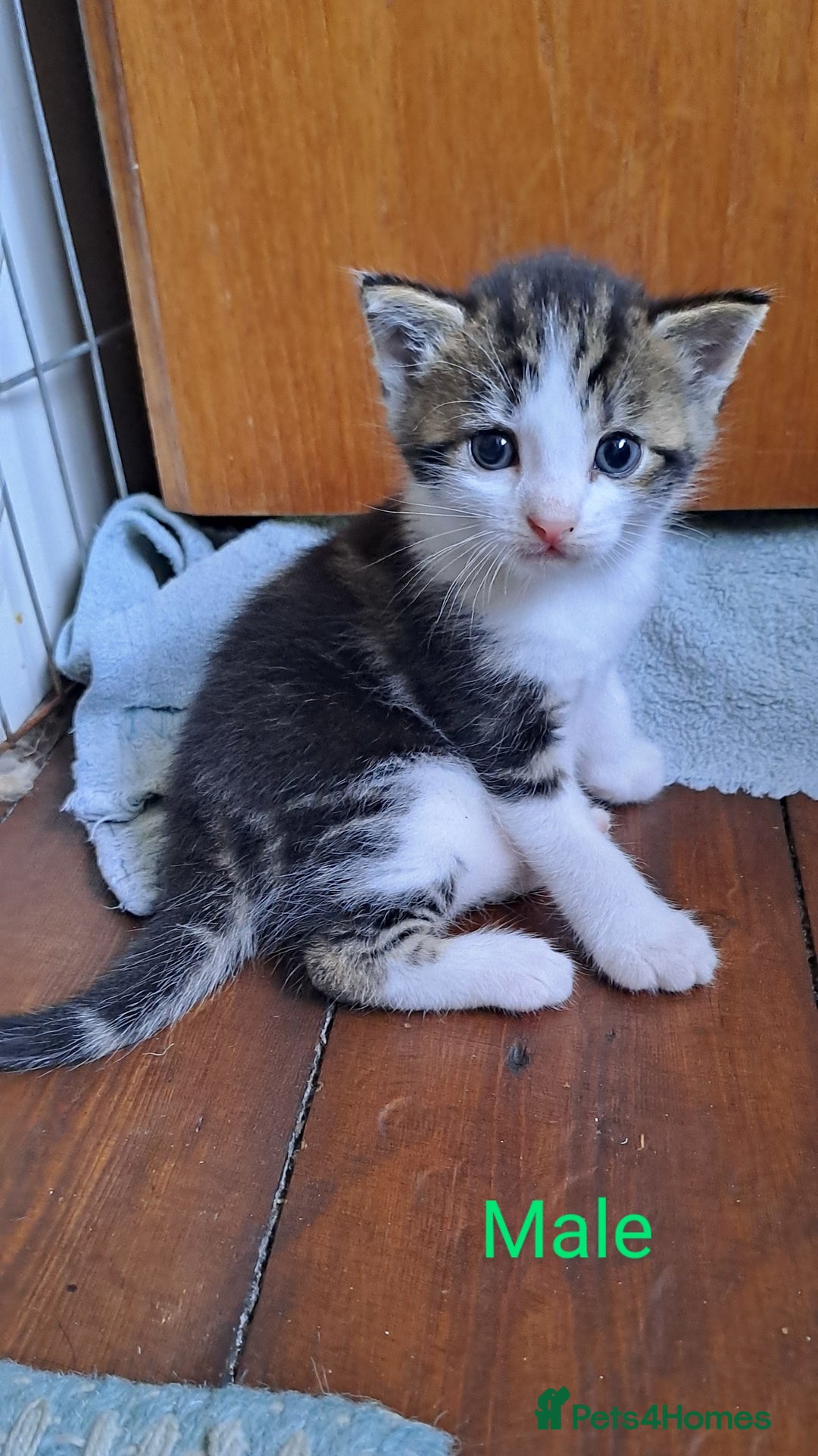 British Shorthair cats for sale: Tabby Female, White Tabby Male Kittens 4wks old - Image 2