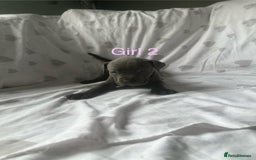 Mixed Breed dogs for sale: Beautiful staffie cross bullmastiff puppies  - Image 11