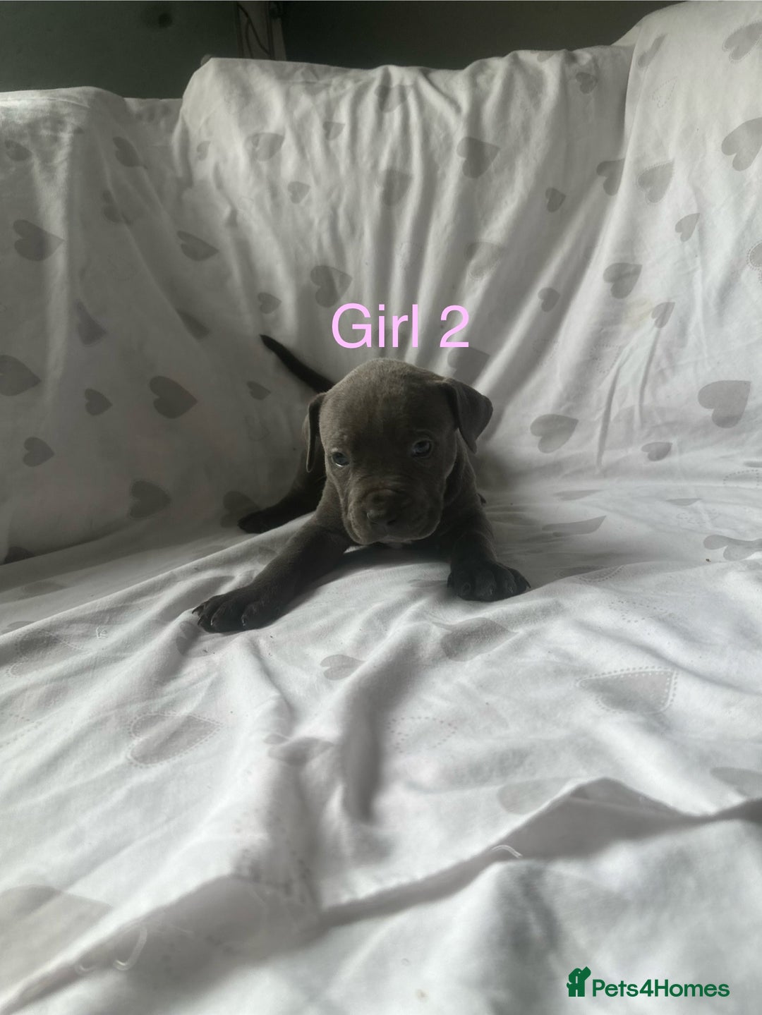 Mixed Breed dogs for sale: Beautiful staffie cross bullmastiff puppies  - Image 11