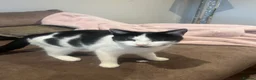 Mixed Breed cats for sale: 2 gorgeous boys  - Advert 2