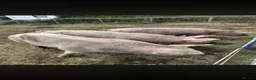 Pig livestock for sale: Large White Cross Weaners - Advert 7