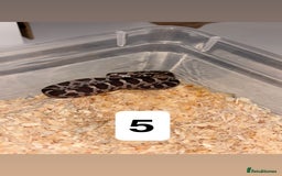 Corn Snake reptiles for sale: Baby corn snakes  - Image 5