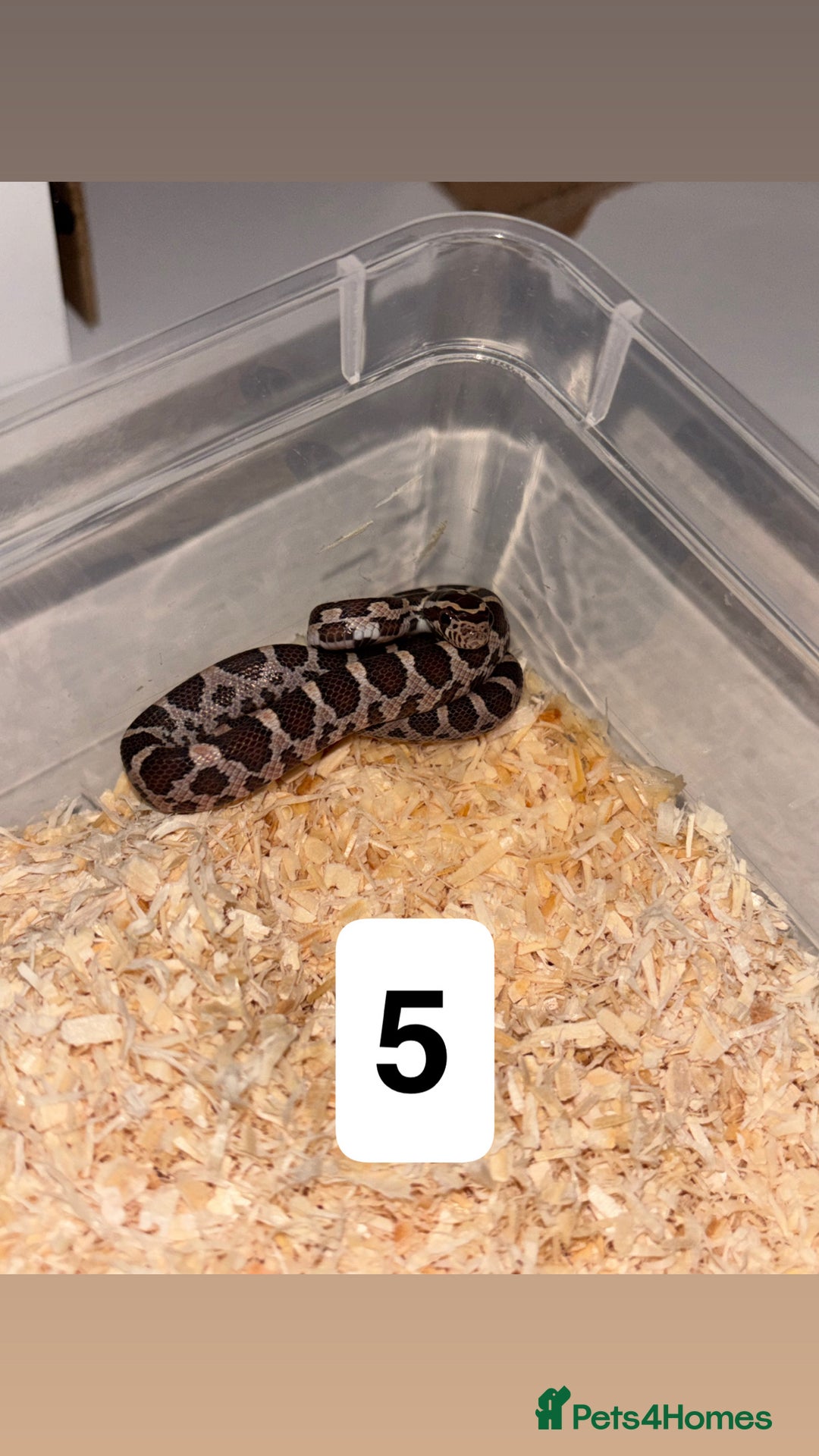 Corn Snake reptiles for sale: Baby corn snakes  - Image 5