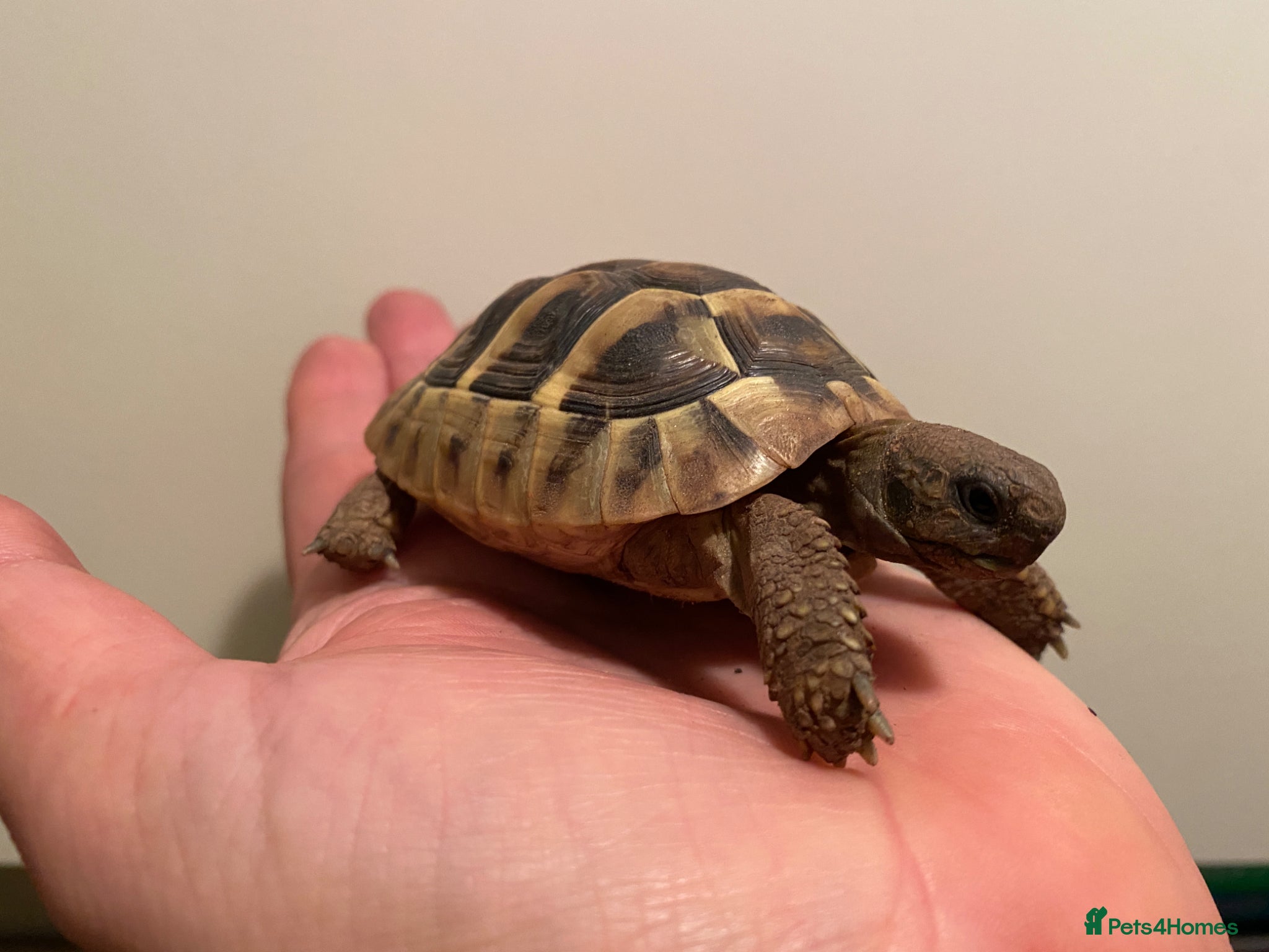 Tortoise reptiles Hermann tortoise - Advert 1