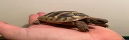 Tortoise reptiles for sale: Hermann tortoise - Advert 1