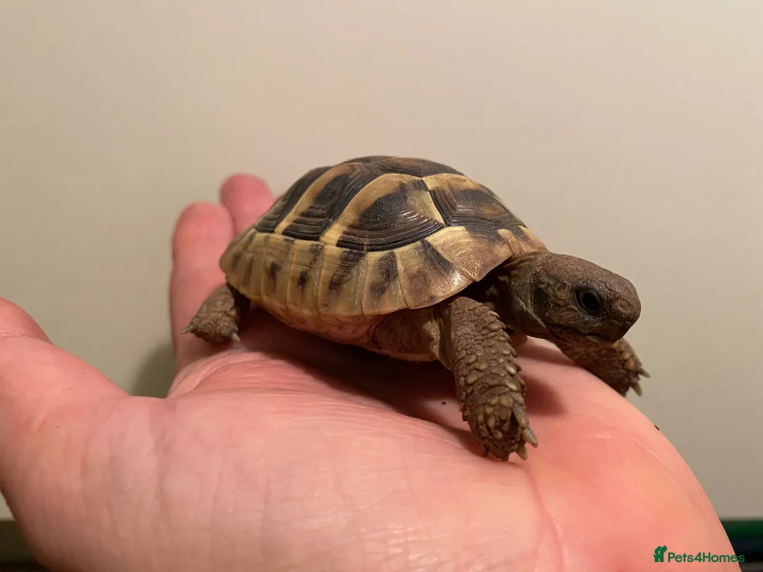 Tortoise reptiles for sale: Hermann tortoise - Advert 1