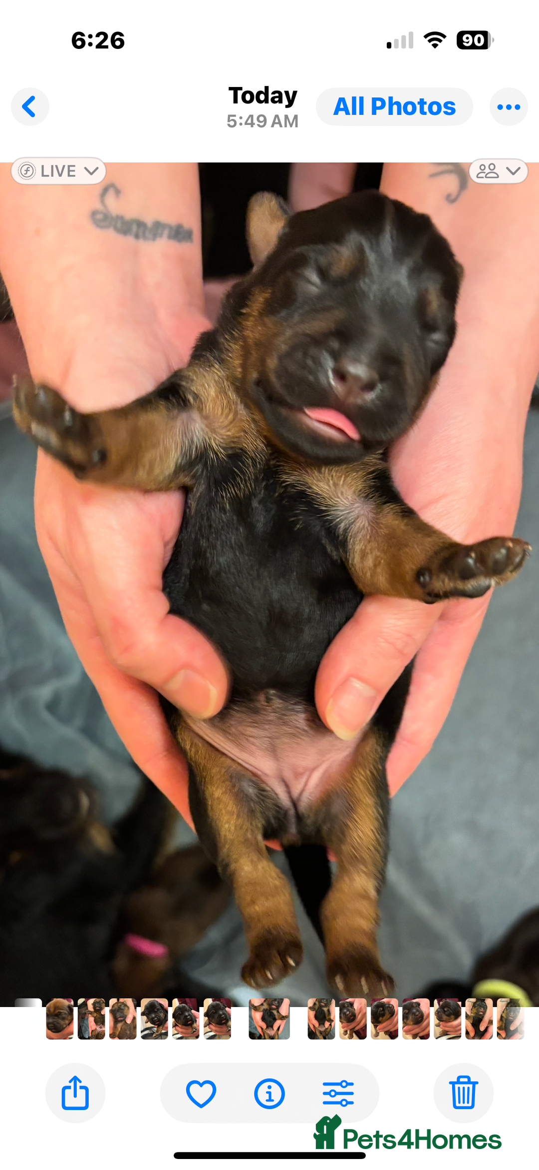 Mixed Breed dogs for sale: Beautiful patter dale x Lakeland terrier  - Image 16