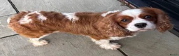 Cavalier King Charles Spaniel dogs for sale: Heart/Eye/Health tested KC Reg Male Cavalier - Advert 5