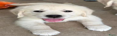 Golden Retriever 2