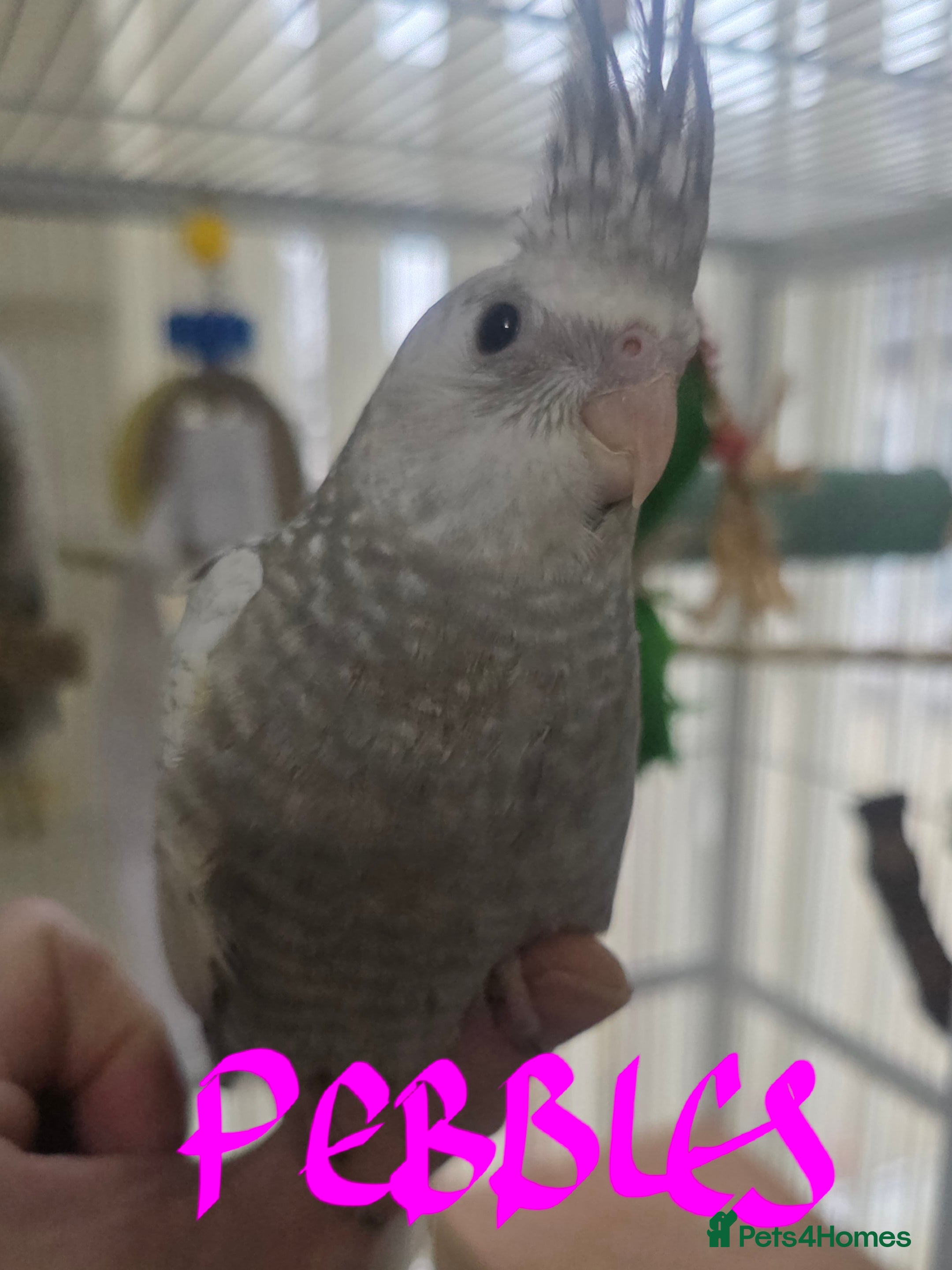 Cockatiels birds Baby cockatiels mixed  - Advert 1