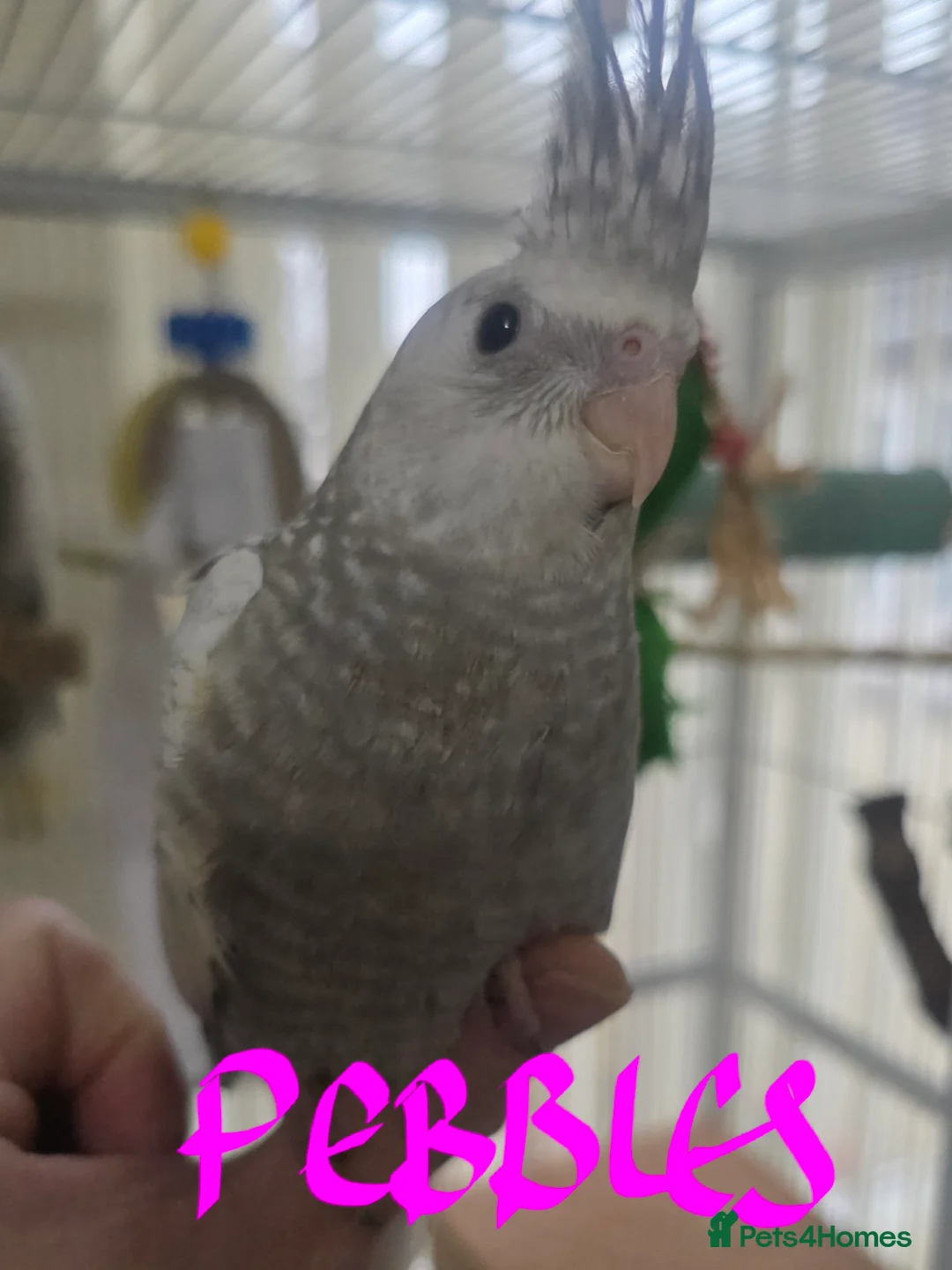 Cockatiels birds for sale: Baby cockatiels mixed  - Advert 1