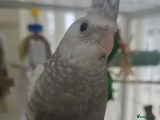 Cockatiels birds Baby cockatiels mixed - Advert 1