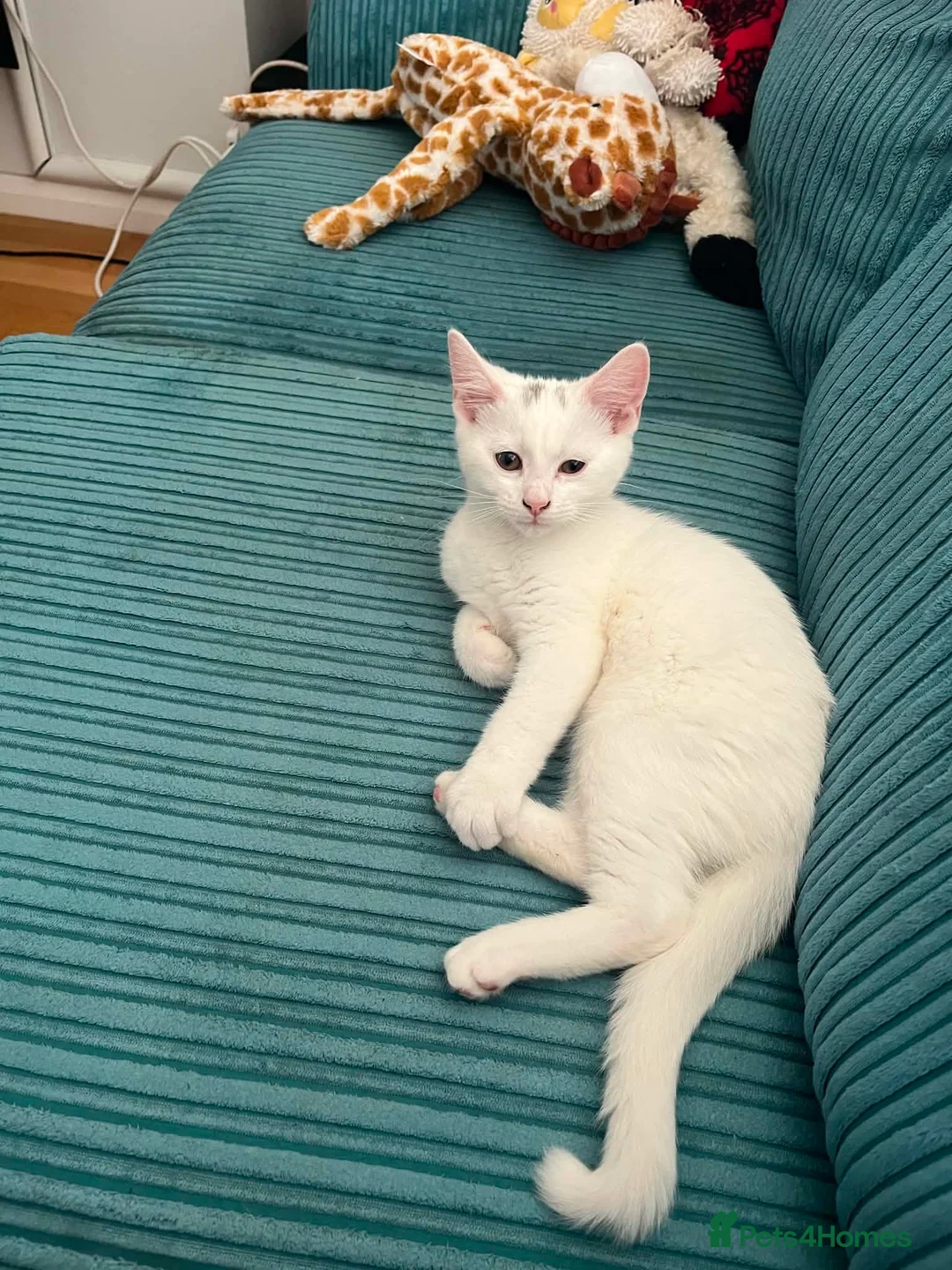 Domestic Shorthair cats for sale: Beautiful Brother and Sister Kittens in Wisbech - Advert 5