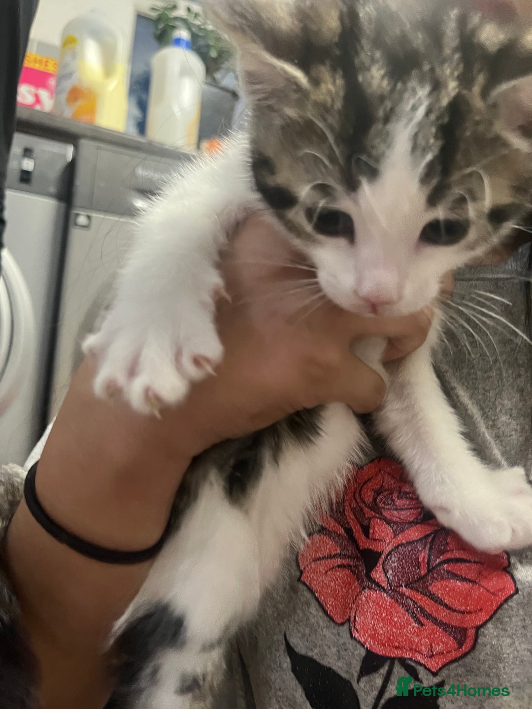 Mixed Breed cats for sale: 🐾 2Beautiful Kittens  - Advert 8