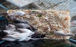 Mouse rodents for sale: Fancy mice babies   in Manchester - Image 6
