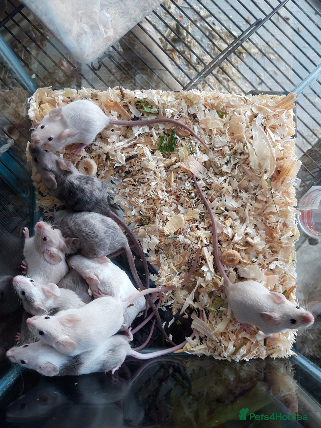 Mouse rodents for sale: Fancy mice babies   in Manchester - Image 6