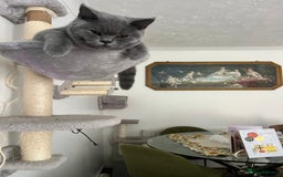 Brazilian Shorthair cats for sale: Last 2 BSH BOYS GCCF registered !!! - Image 5