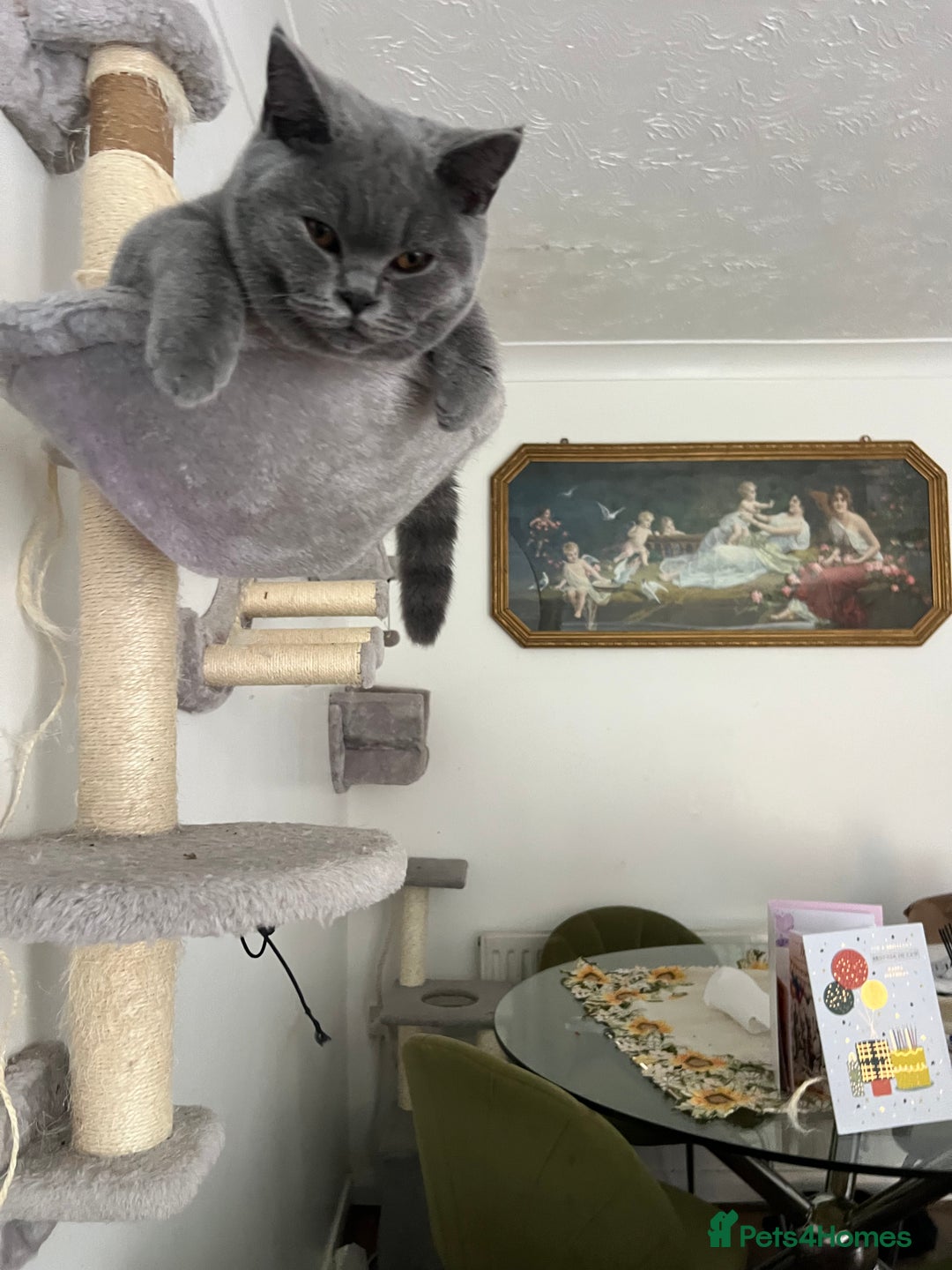 Brazilian Shorthair cats for sale: Last 2 BSH BOYS GCCF registered !!! - Image 5