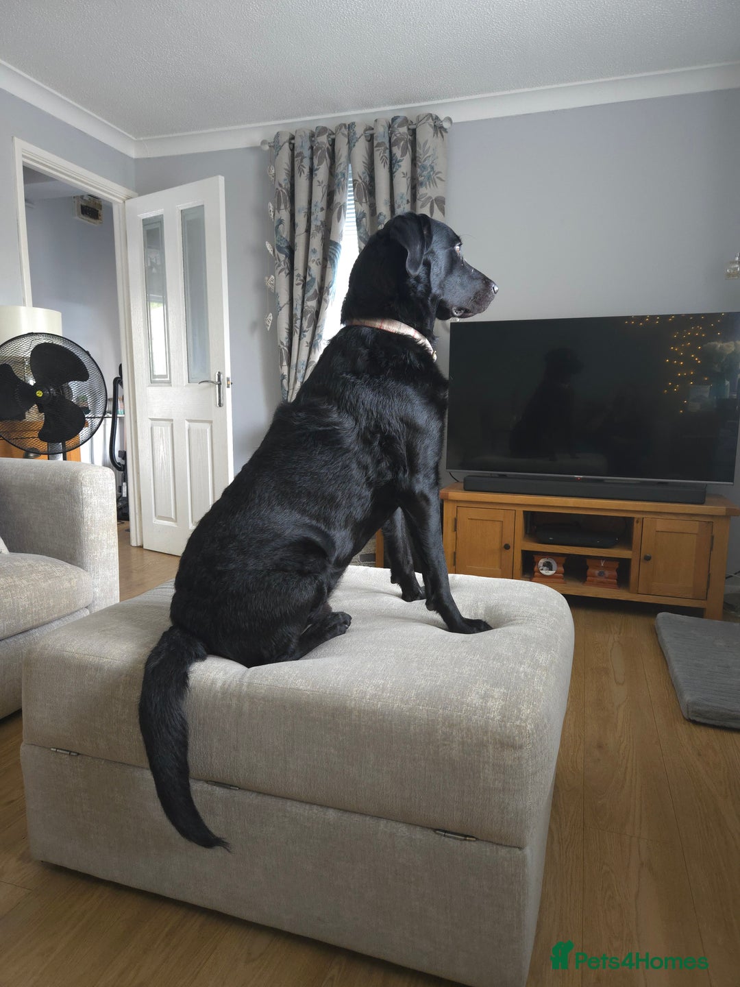 Mixed Breed dogs for adoption: Lab/Collie  - Advert 3