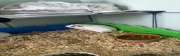 Guinea Pig rodents for sale: 3 male guinea pigs for sale - Advert 5