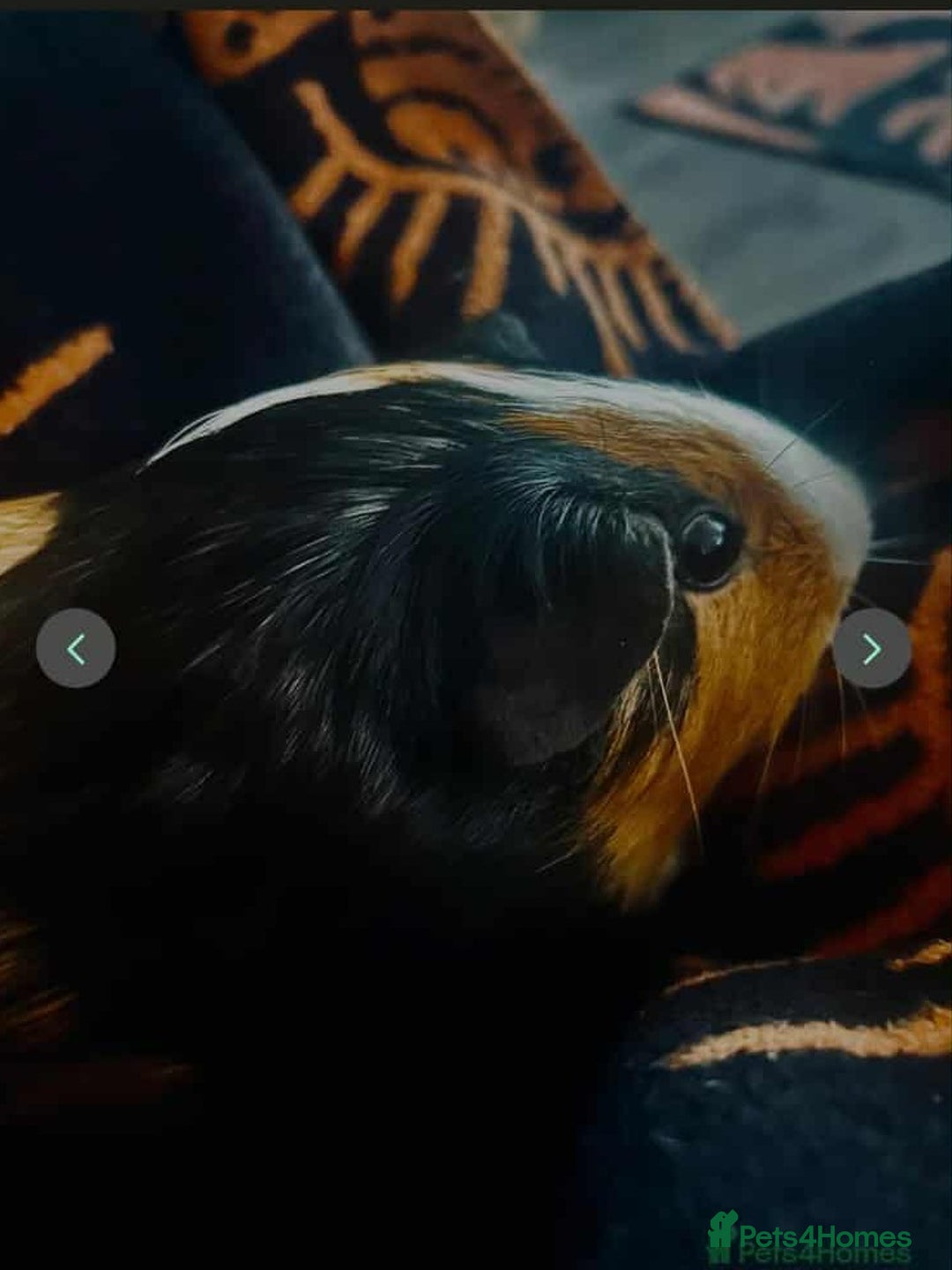 Guinea Pig rodents for sale: 2 male bonded guinea pigs  - Image 2