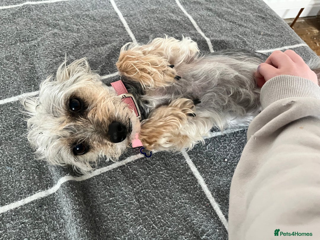 Mixed Breed dogs for sale: Poodle-Puff - Image 3