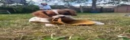 Cavalier King Charles Spaniel dogs for sale: Cutest king charles cavalier puppies - Advert 14