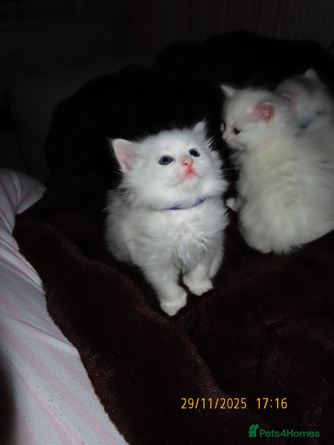 Siberian cats for sale: Little Fluffy Hypoallergenic Siberian Babies 🐾 - Advert 11