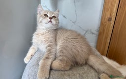 Scottish Fold cats for sale: Full pedigree Scottish fold in Croydon - Image 15