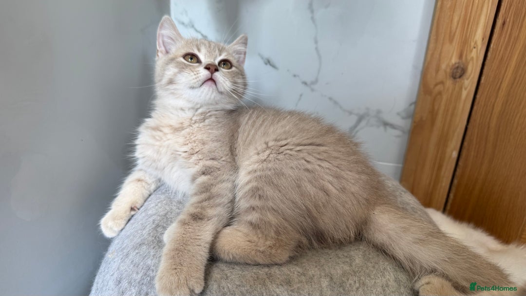 Scottish Fold cats for sale: Full pedigree Scottish fold in Croydon - Image 15
