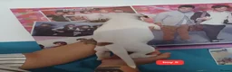 Staffordshire Bull Terrier dogs for sale: Adorable puppy for Staffordshire Bull Terrier - Advert 11