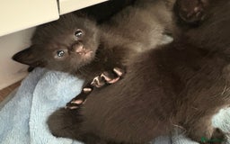 American Shorthair cats for sale: Kittens for sale boys and girls. - Image 17