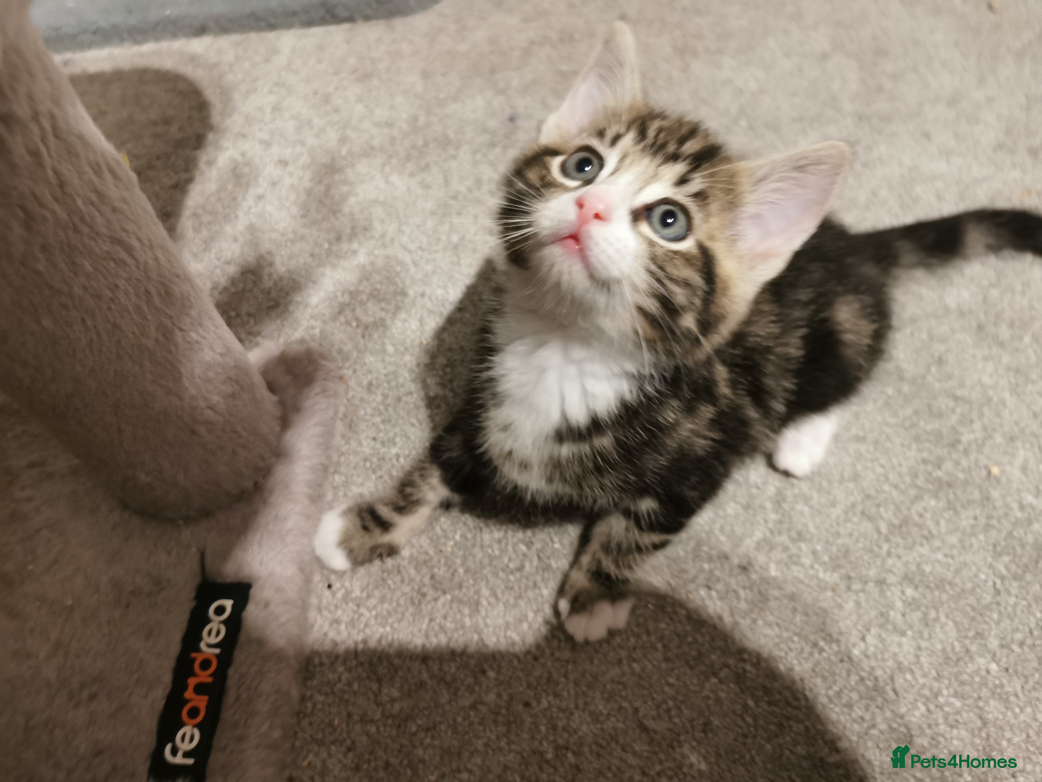 Mixed Breed cats Extra-cuddly, hand-reared, vet checked kittens  - Advert 2