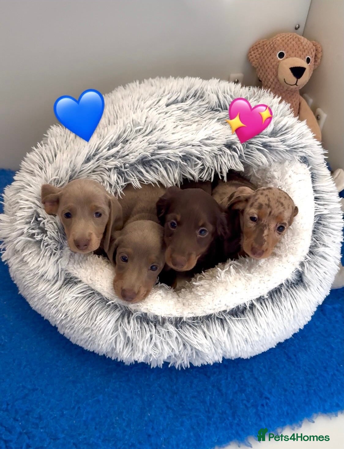 Miniature Dachshund dogs Quality long hair & smooth miniature Daxi puppy’s - Advert 18