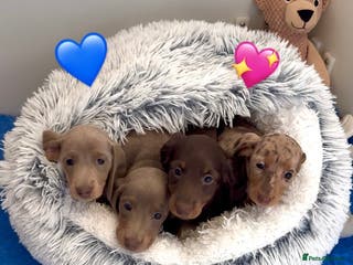 Miniature Dachshund dogs Quality long hair & smooth miniature Daxi puppy’s - Advert 16