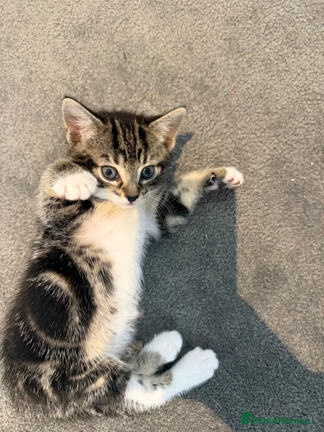 Mixed Breed cats for sale: 4 kittens boy and girl - Advert 13