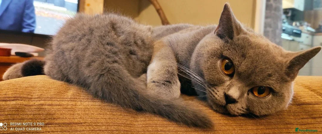 British Shorthair cats for sale: Athena TICA/GCCF Registered Stunner - Advert 3