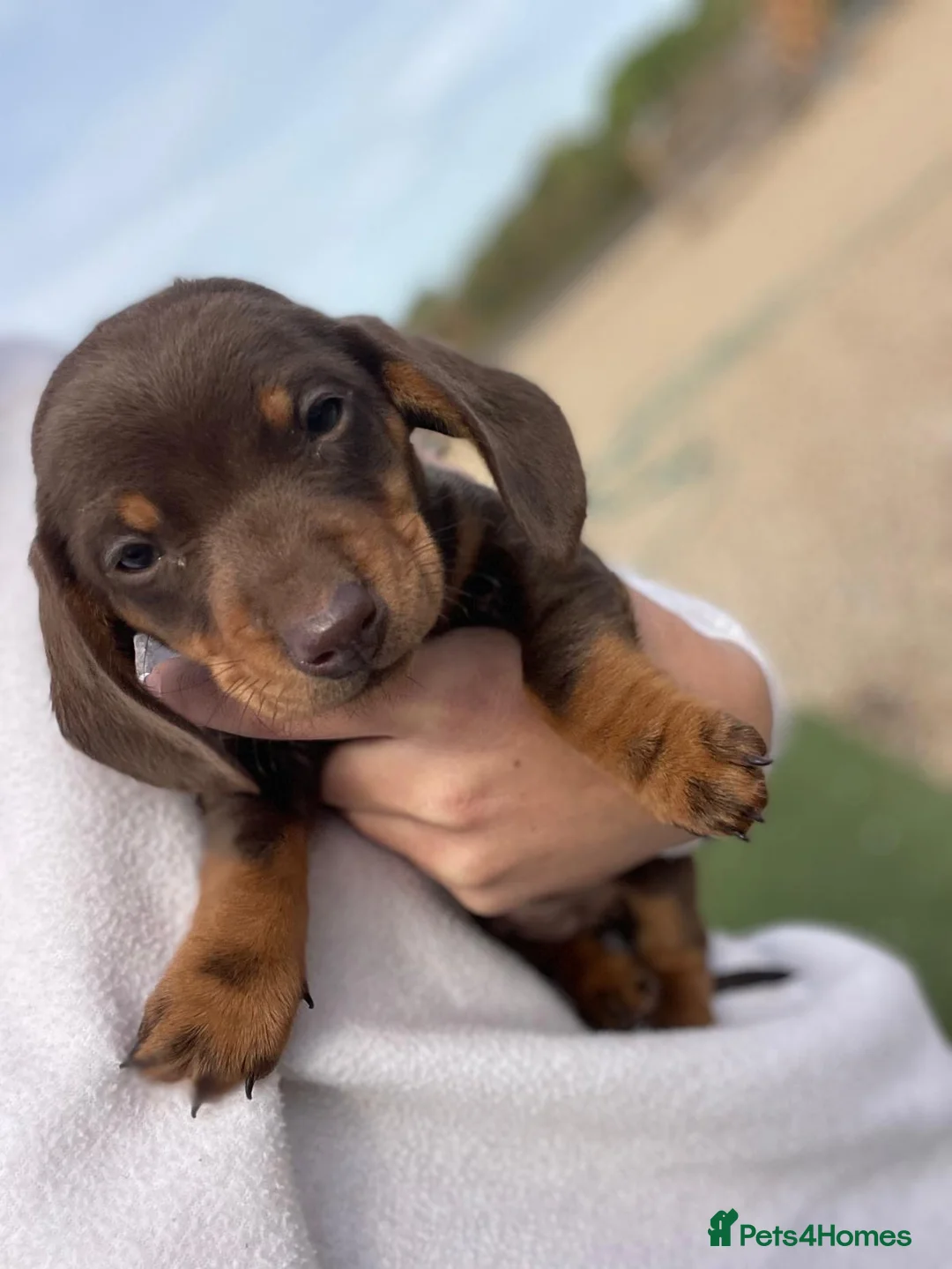 Miniature Dachshund dogs for sale: Miniature Dashund boy last one !!!  in Bury Saint Edmunds - Advert 2