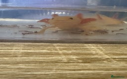 Axolotl reptiles for sale: Baby axolotls  - Advert 2