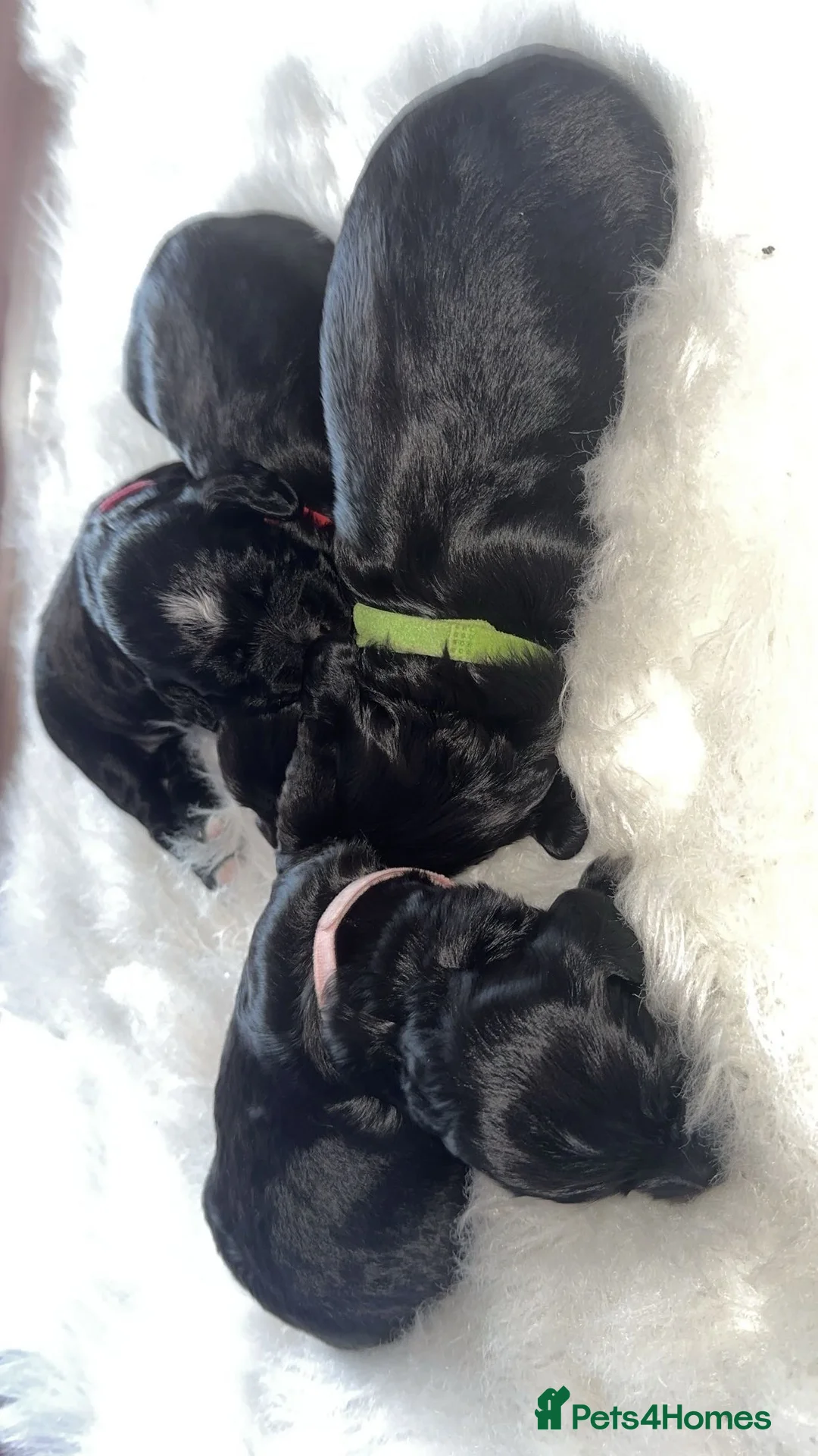 Cocker Spaniel dogs for sale: Beautiful litter of working cocker spaniels  - Advert 7