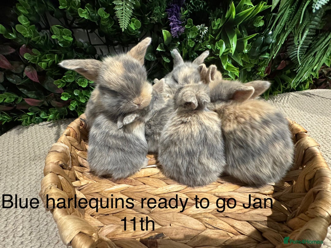 Mini Lop rabbits for sale: ⭐️ mini lops ⭐️ ready to reserve  - Advert 9