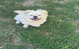 Mixed Breed dogs for adoption: Sweet Bob looking for LOVE - Image 9
