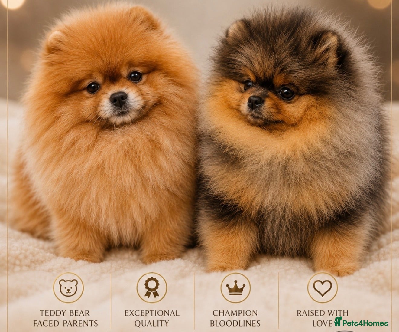 Pomeranian dogs **Only 1 pup left** - Advert 1