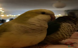Parrots birds for sale: Conure and Quaker parrots - Image 7