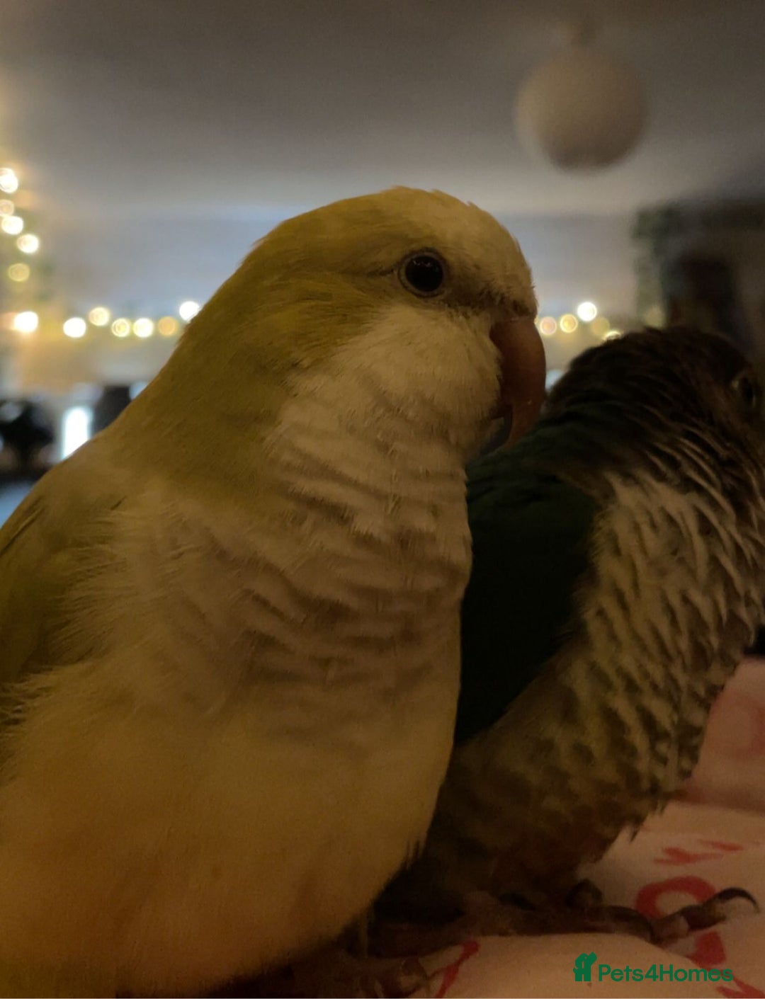 Parrots birds for sale: Conure and Quaker parrots - Image 7