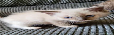 Blue mitted boy