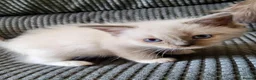 Ragdoll cats for sale: 4 full pedigree ragdoll kittens  - Advert 8